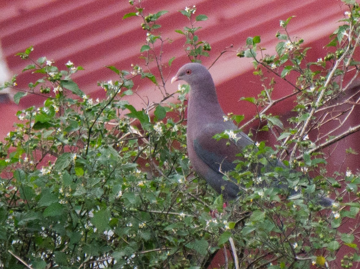 Red-billed Pigeon - ML645752968