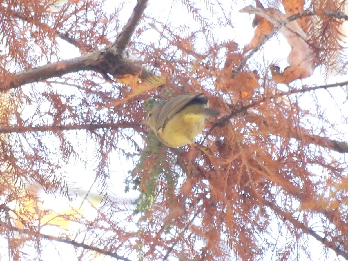 Orange-crowned Warbler - ML645752969