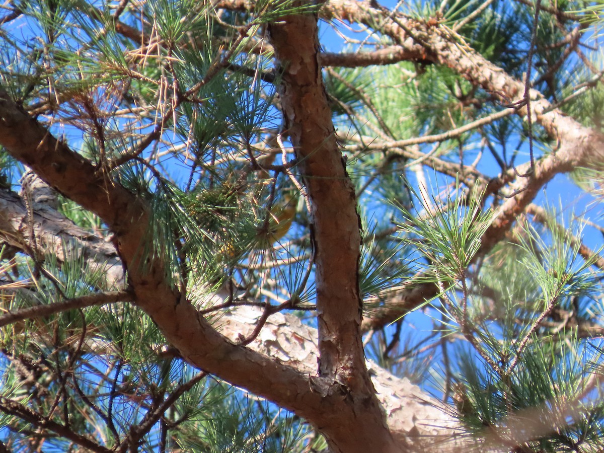 Baltimore Oriole - ML645752970