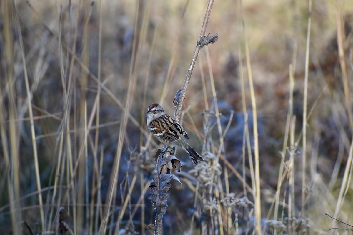 American Tree Sparrow - ML645752971