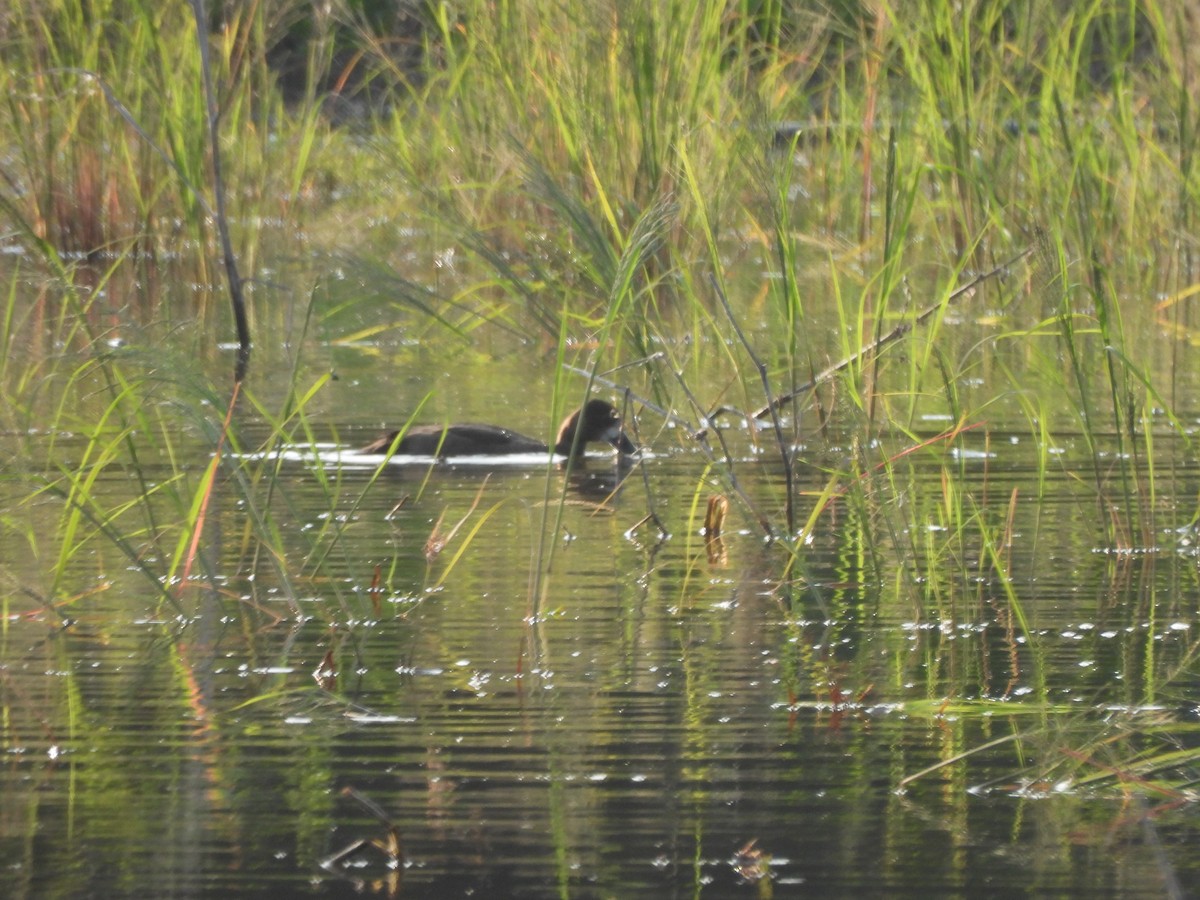 Blue-winged Teal - ML645752978