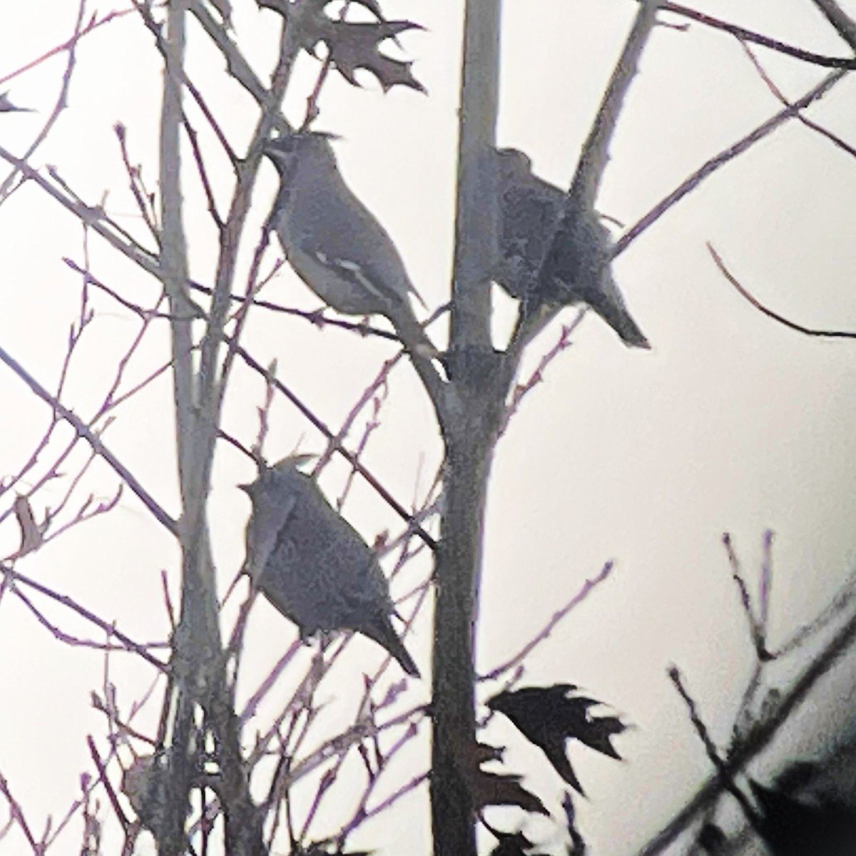 Bohemian Waxwing - ML645752979