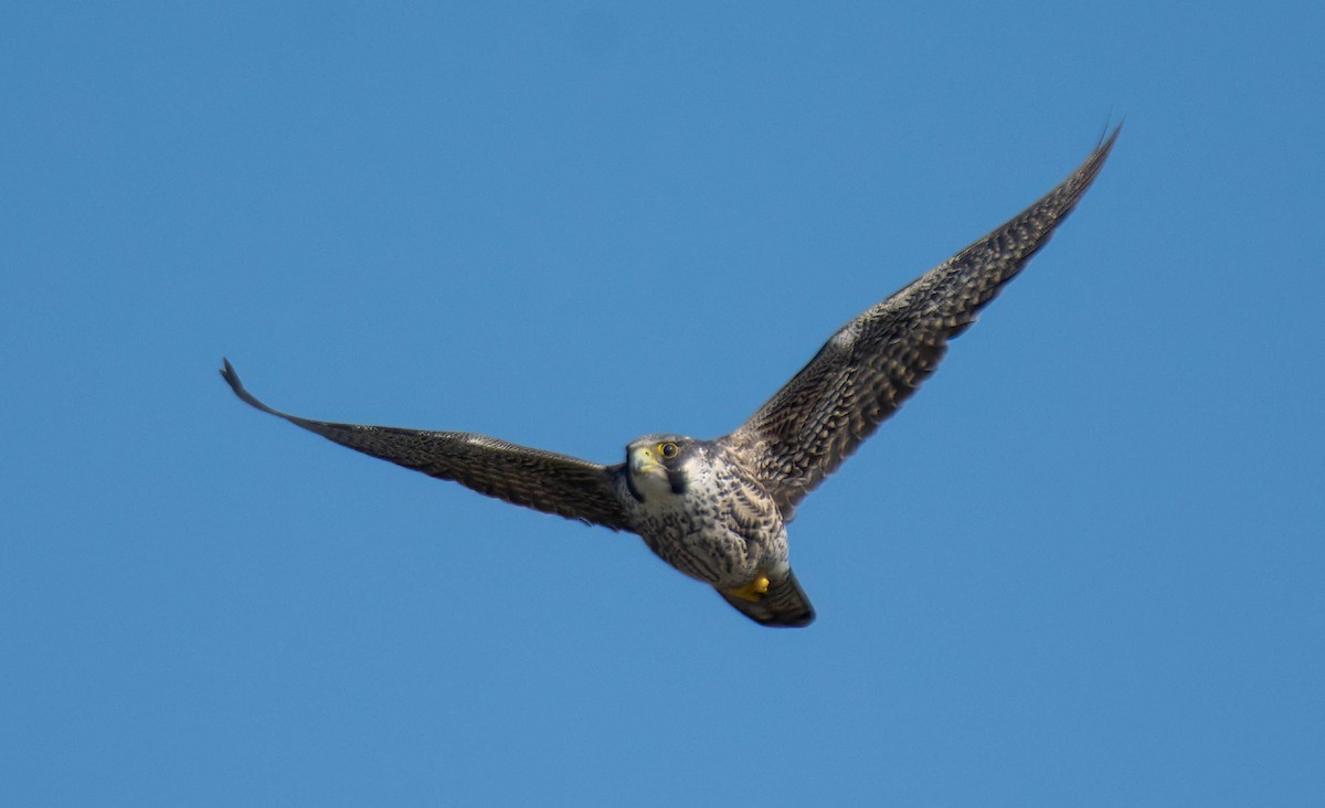 Peregrine Falcon - ML645752981