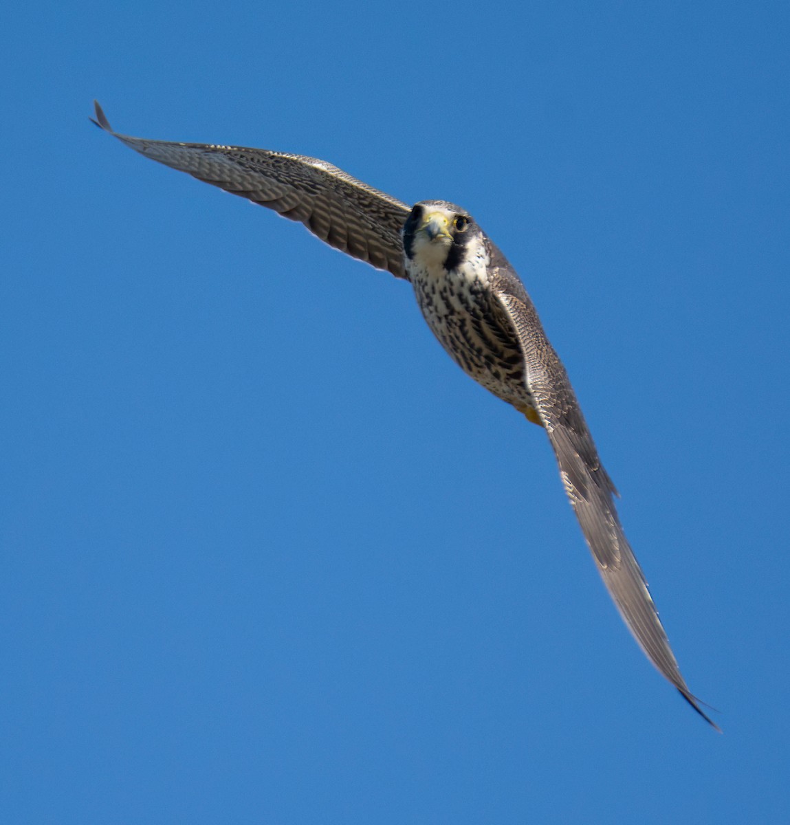 Peregrine Falcon - ML645752982