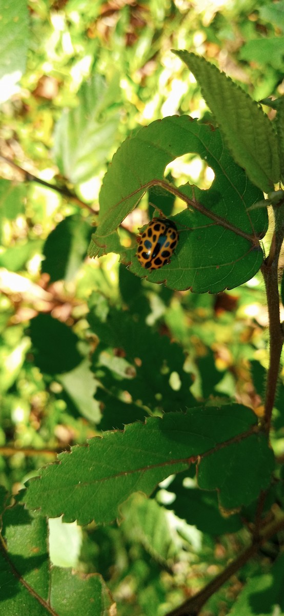 Calligrapher Beetles - ML645752984