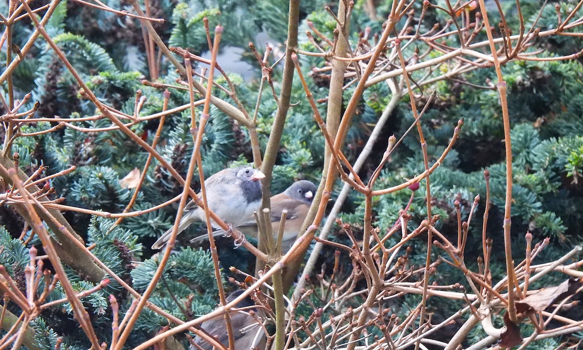 Dark-eyed Junco (Oregon) - ML645752986