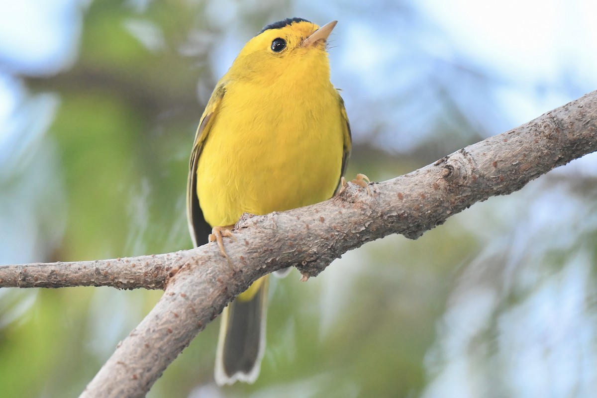 Wilson's Warbler - ML645752987