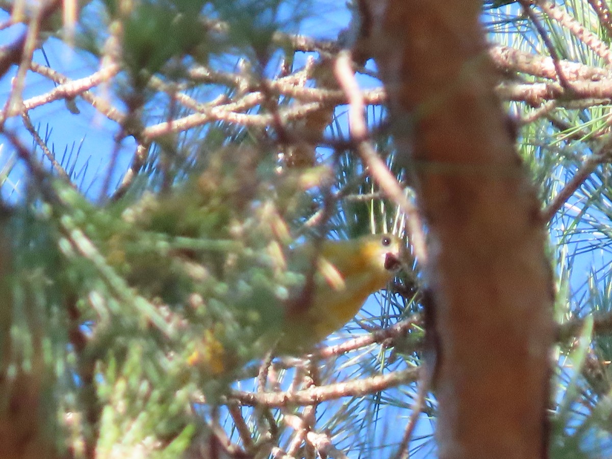 Baltimore Oriole - ML645752988