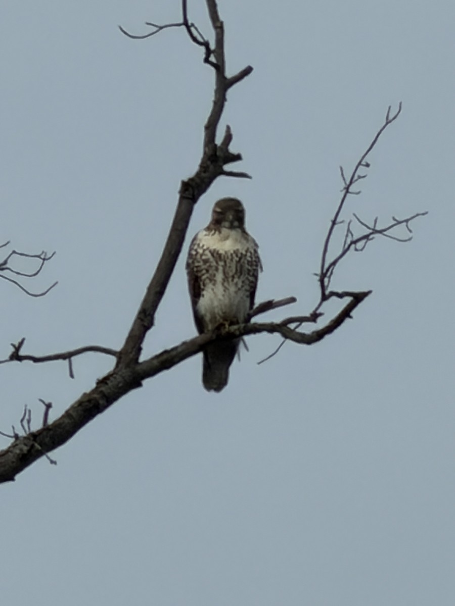 Red-tailed Hawk - ML645752989