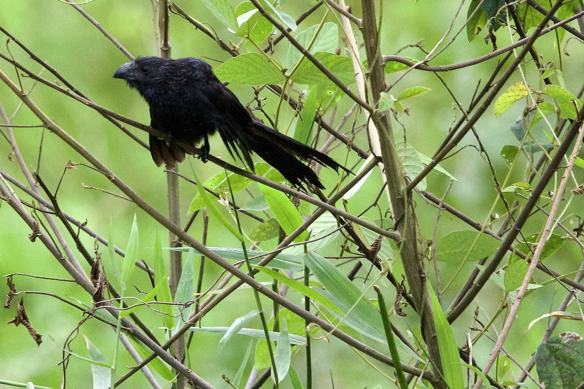 Groove-billed Ani - ML645752990