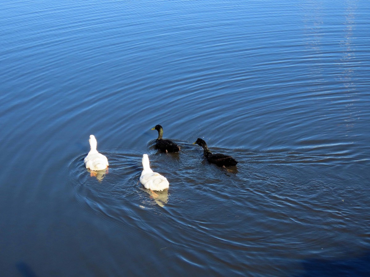 Mallard (Domestic type) - ML645752991