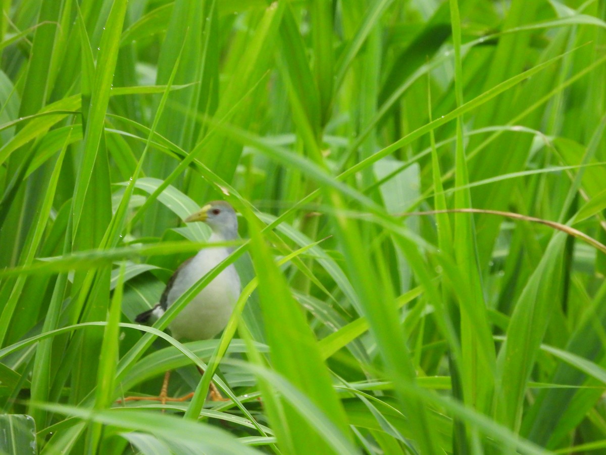 Azure Gallinule - ML645752992