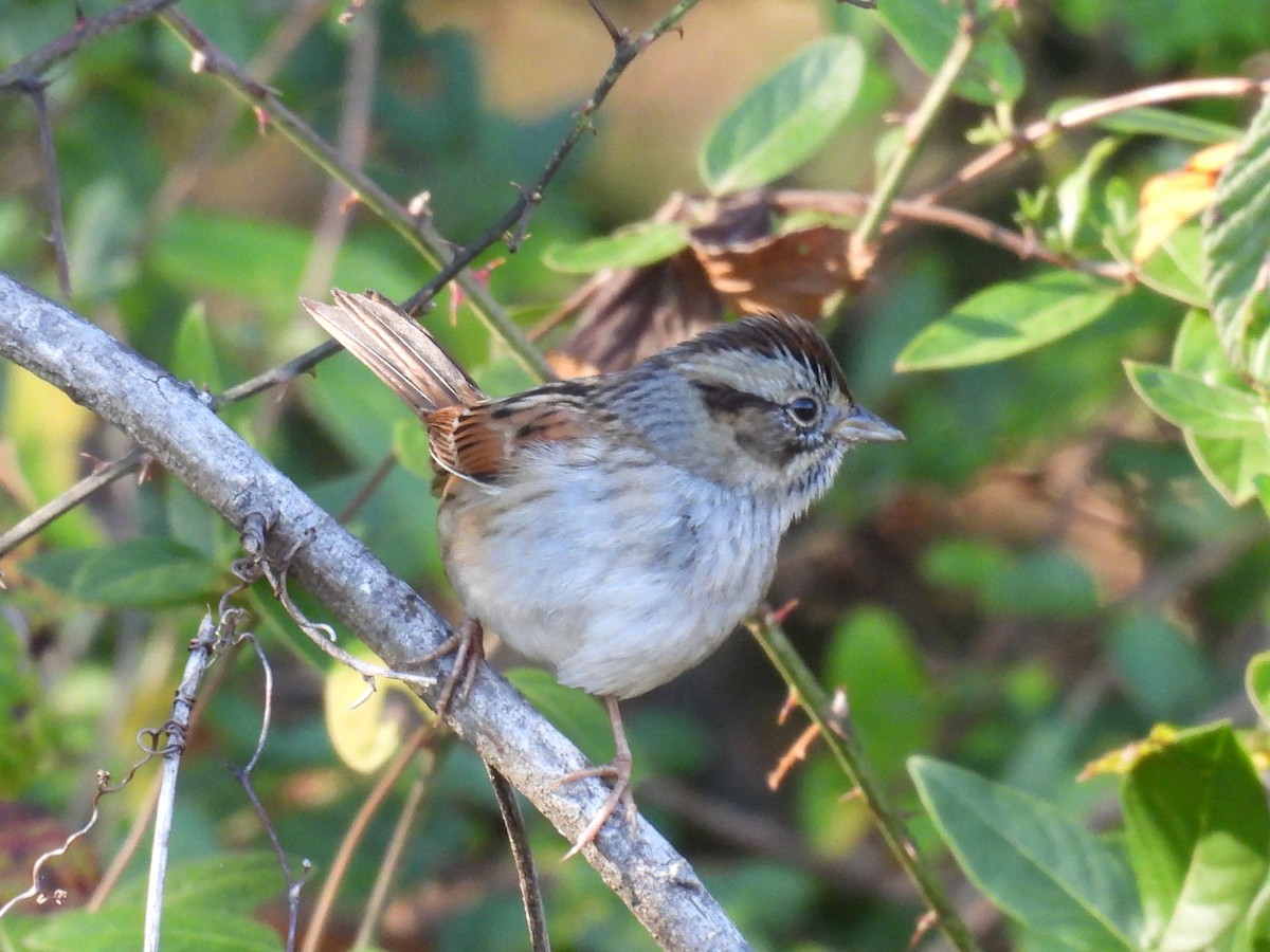 Swamp Sparrow - ML645752999