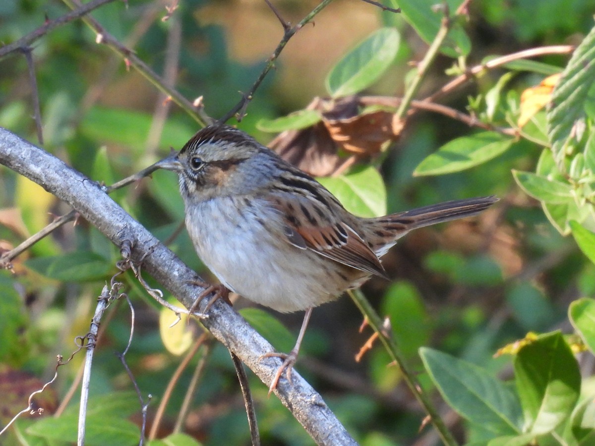 Swamp Sparrow - ML645753000