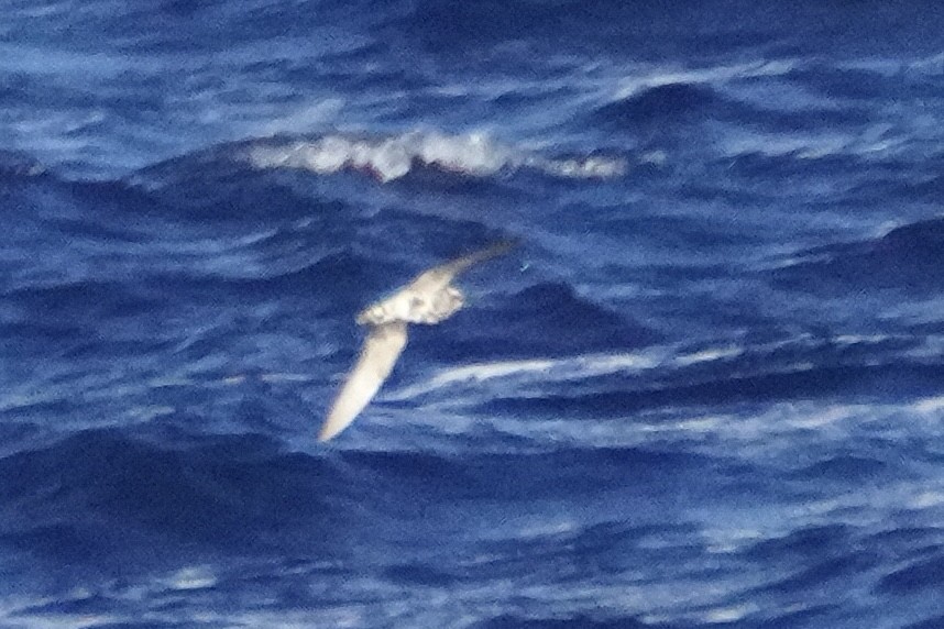 American Golden-Plover - ML645753012