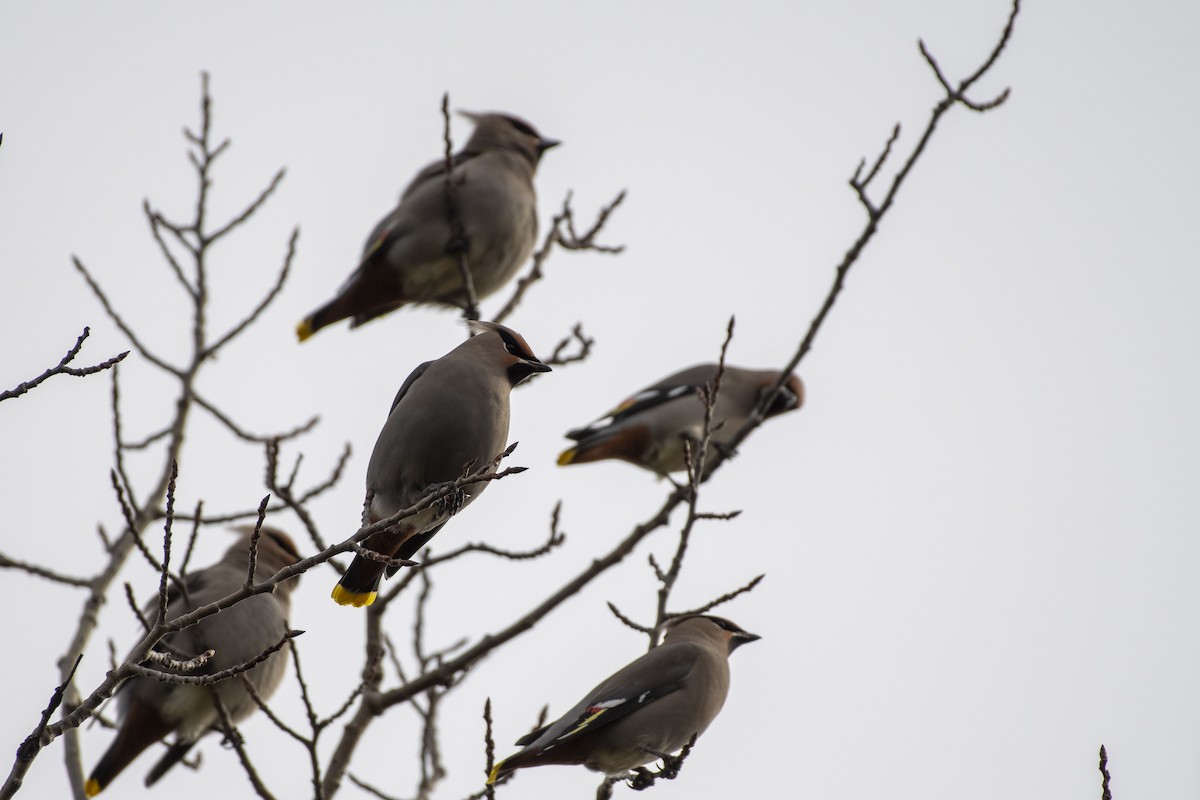 Buztanori boreala - ML645753013