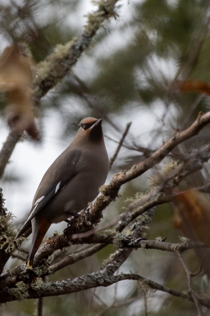 Buztanori boreala - ML645753014