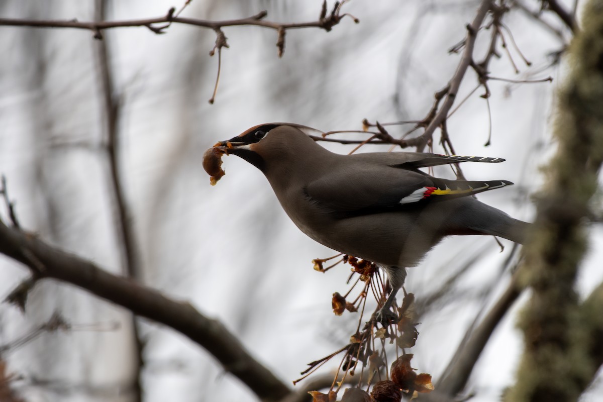 Buztanori boreala - ML645753015