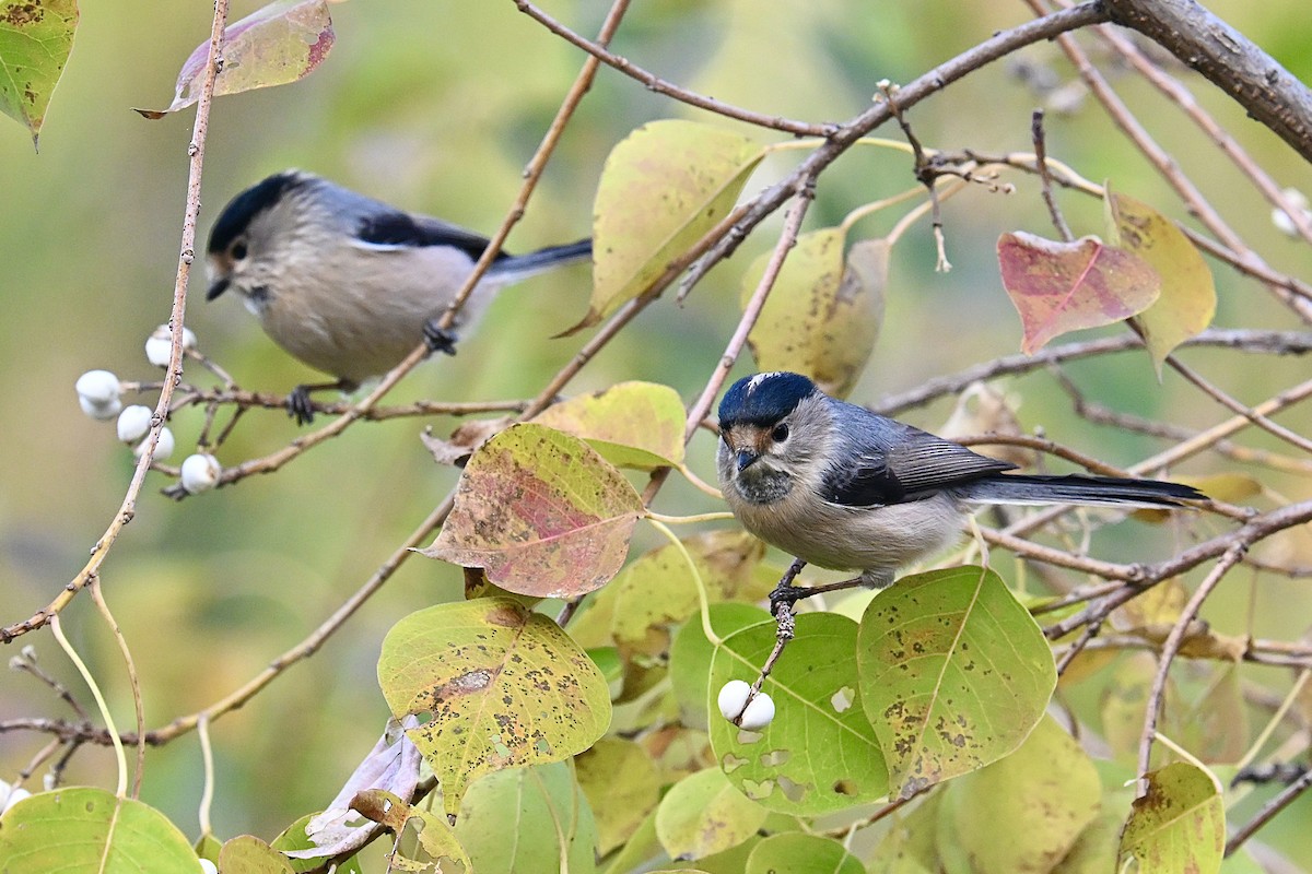 Silver-throated Tit - ML645753016