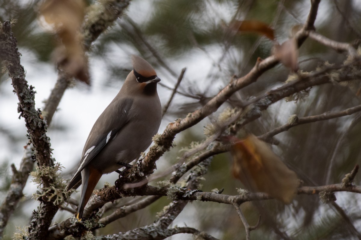 Buztanori boreala - ML645753017