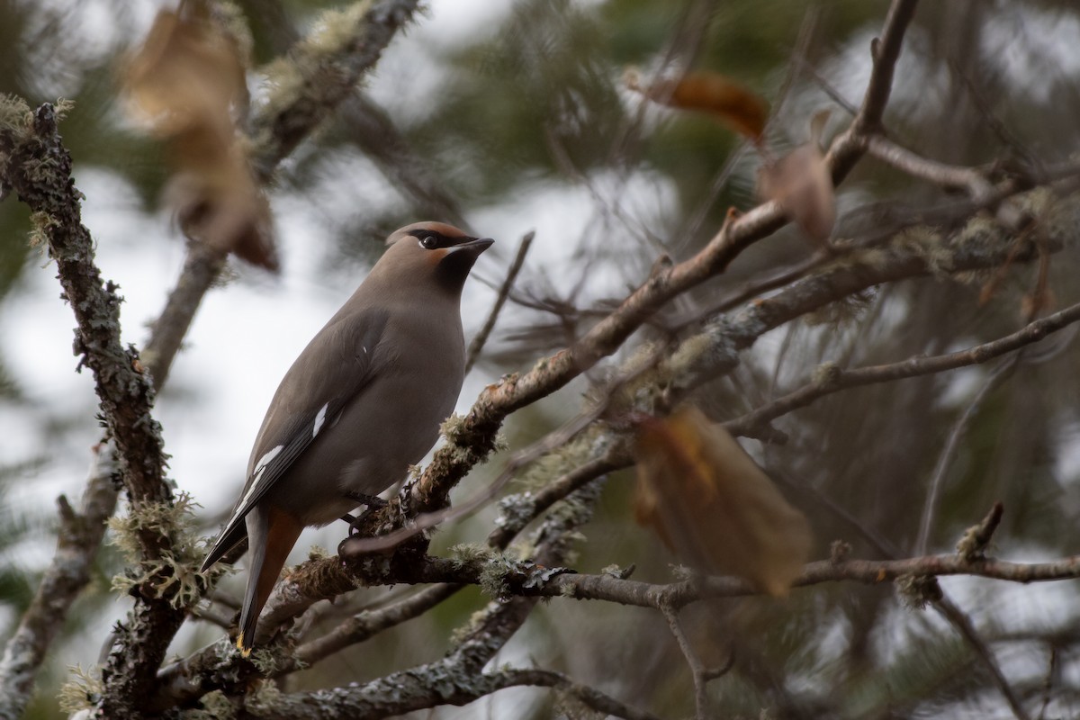 Buztanori boreala - ML645753018