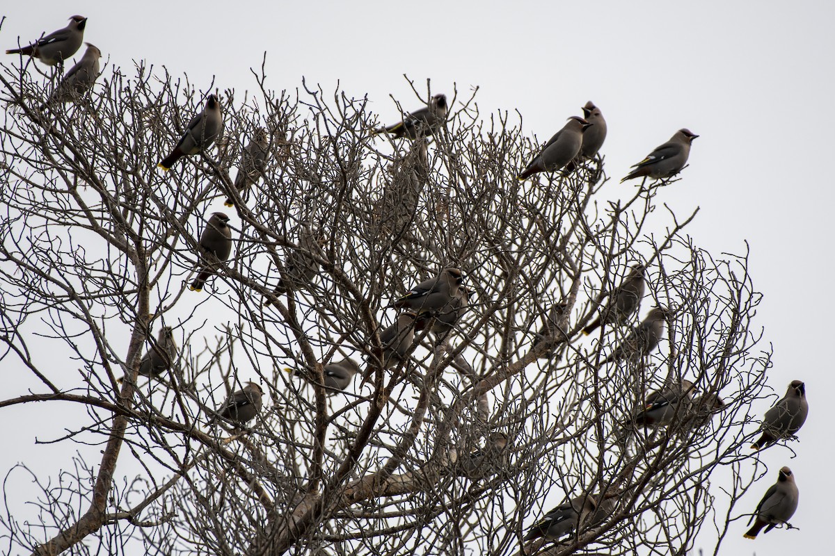 Buztanori boreala - ML645753020