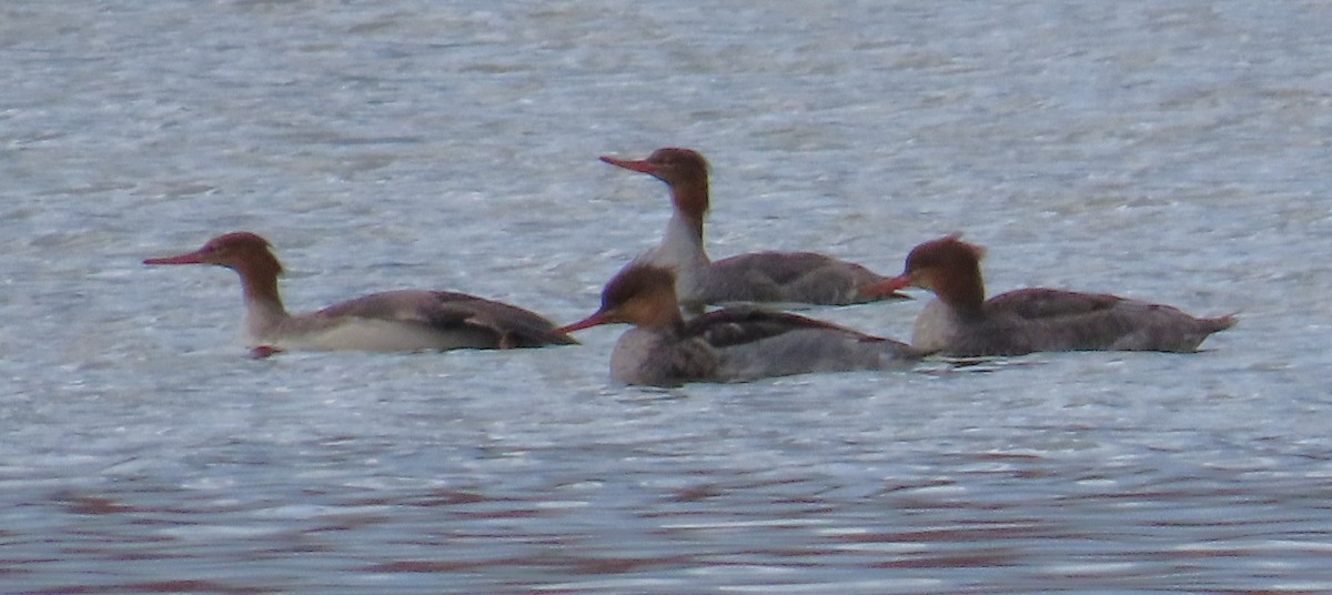 Сэвгэр бохио - ML645753023