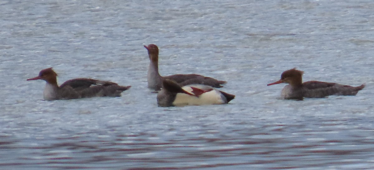 Сэвгэр бохио - ML645753024