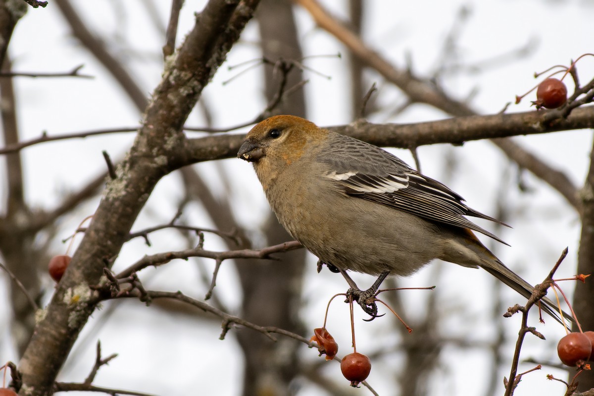 Pinu-gailupa - ML645753027