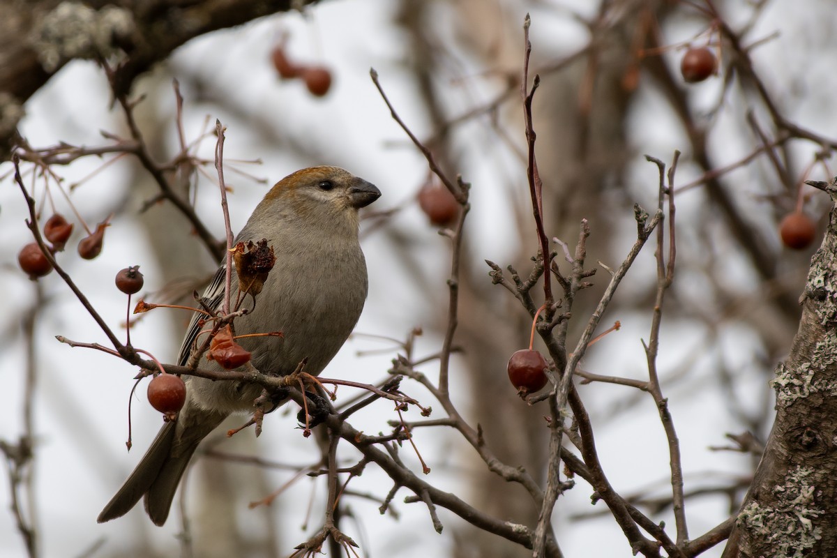 Pinu-gailupa - ML645753028