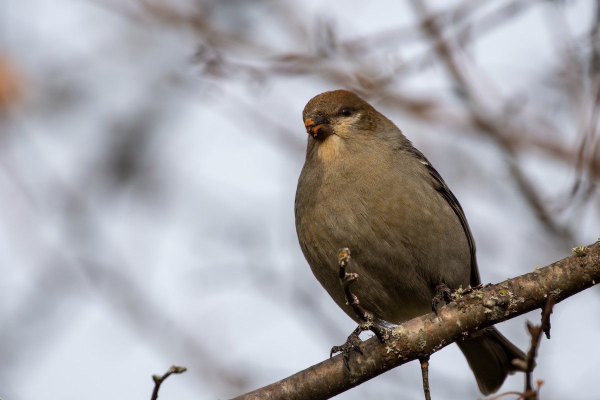 Pinu-gailupa - ML645753029