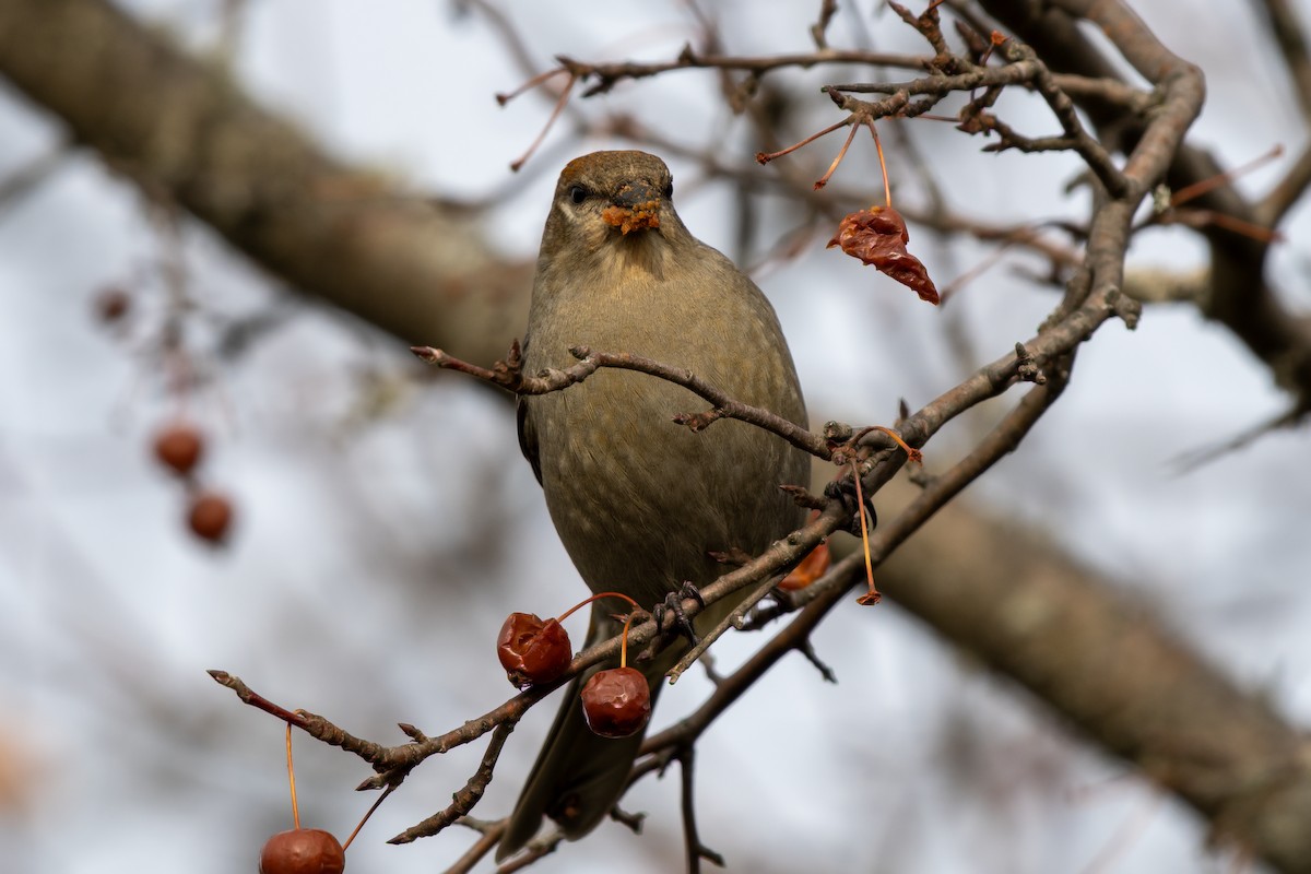 Pinu-gailupa - ML645753030