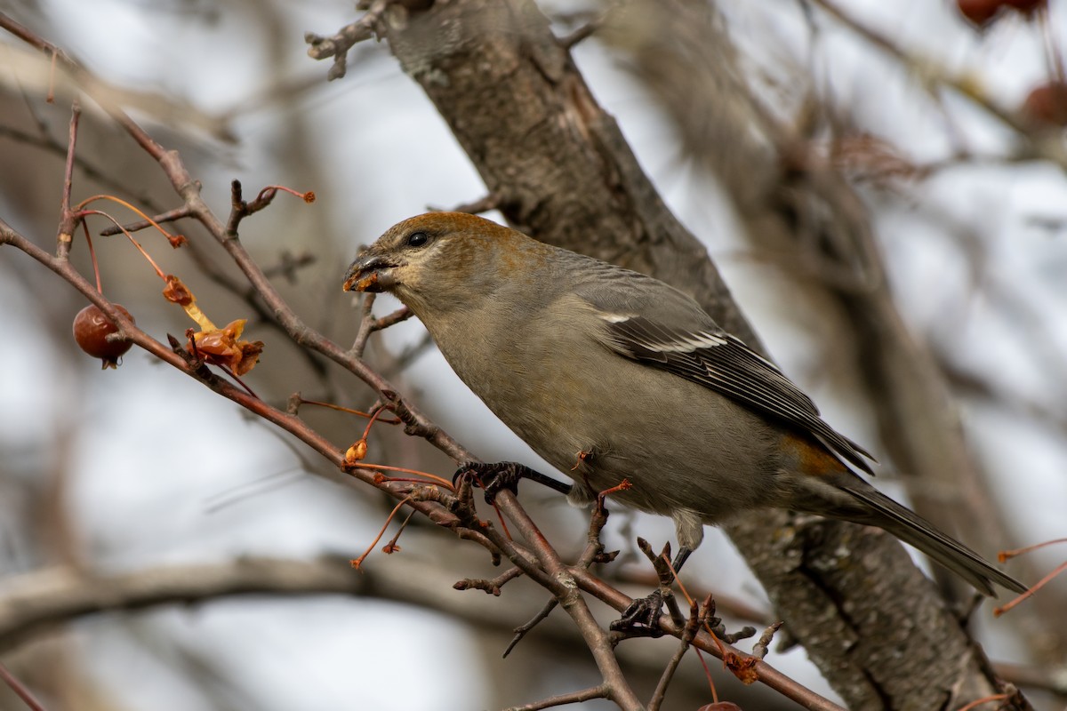 Pinu-gailupa - ML645753031