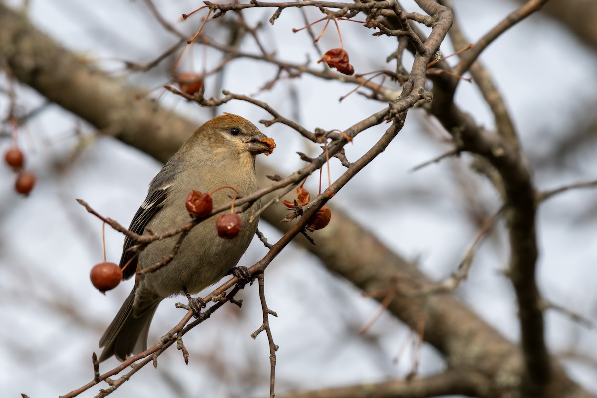 Pinu-gailupa - ML645753032