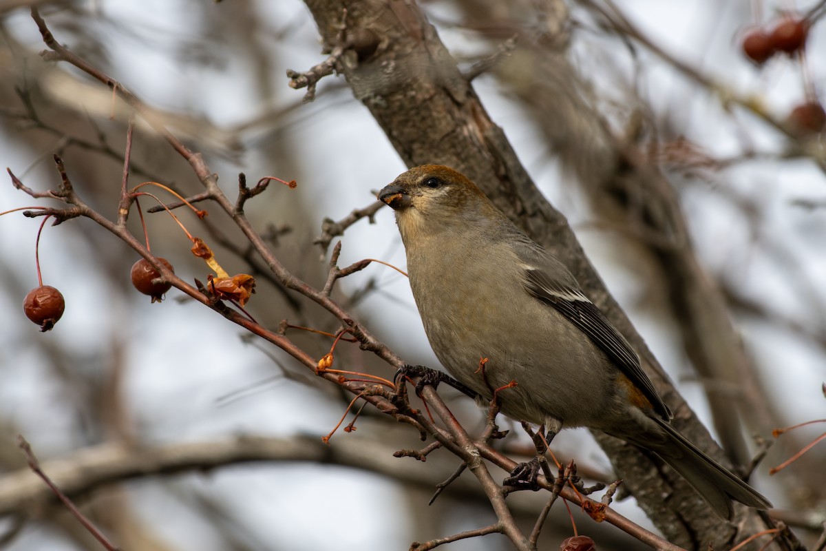 Pinu-gailupa - ML645753033