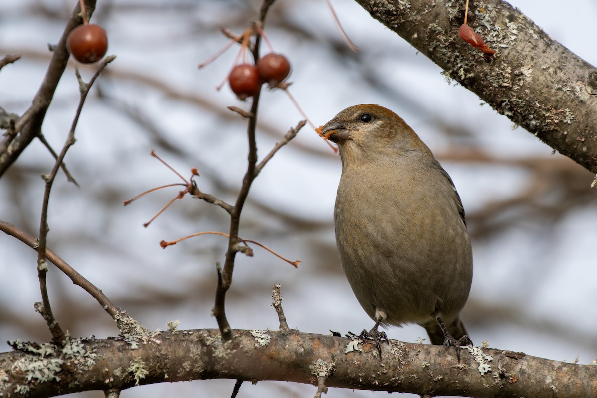 Pinu-gailupa - ML645753034