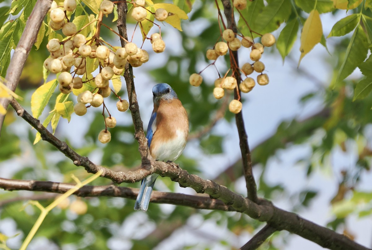 Eastern Bluebird - ML645753036