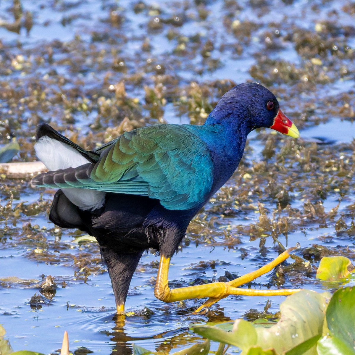 Малая султанка - ML645753053