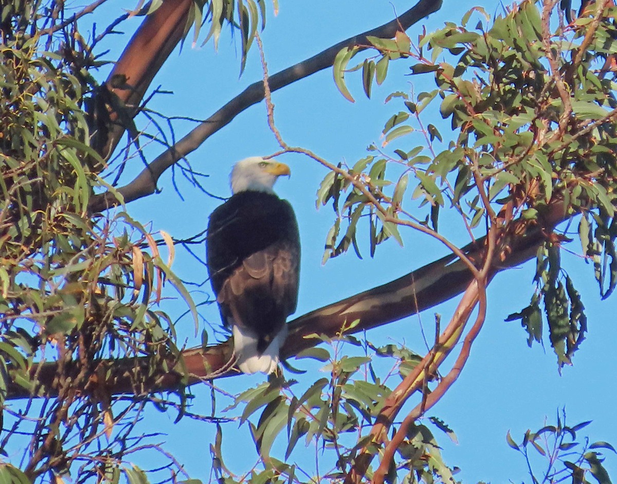 Pygargue à tête blanche - ML645753057