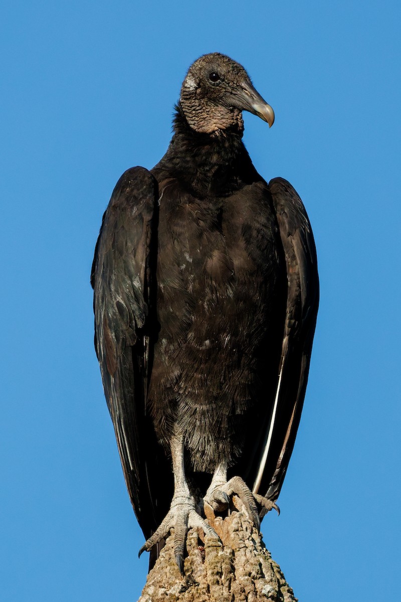 Катарта чорна - ML645753059