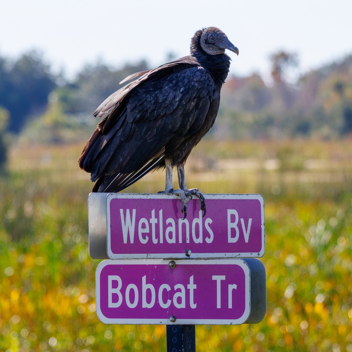 Катарта чорна - ML645753066