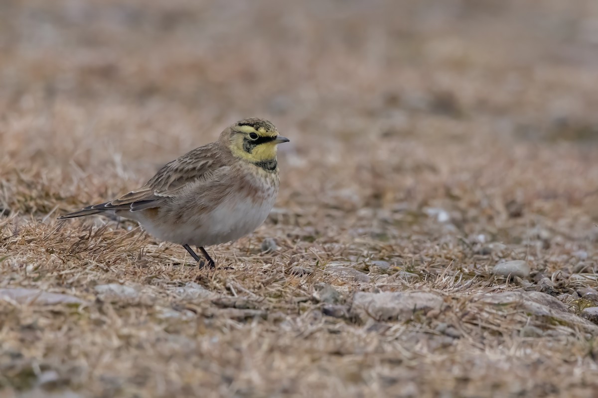 Alondra Cornuda - ML645753069