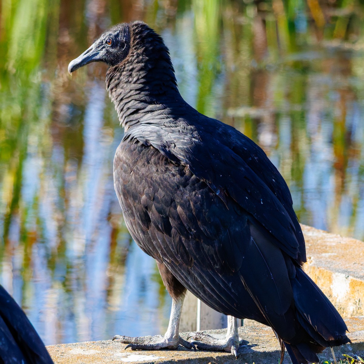 Катарта чорна - ML645753071