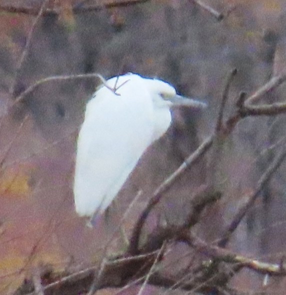 Little Blue Heron - ML645753074