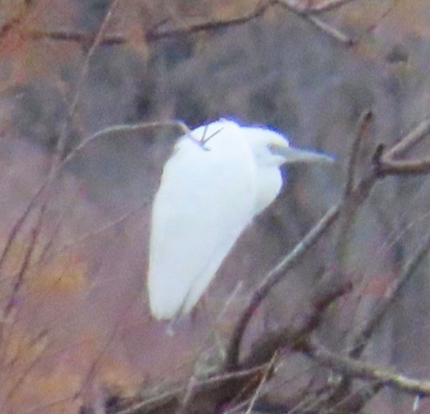 Little Blue Heron - ML645753075
