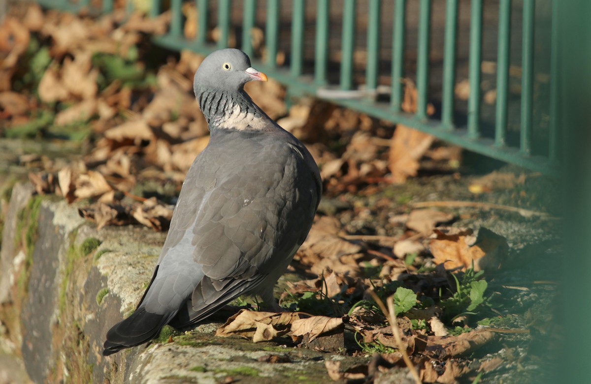 Common Wood-Pigeon (White-necked) - ML645753076