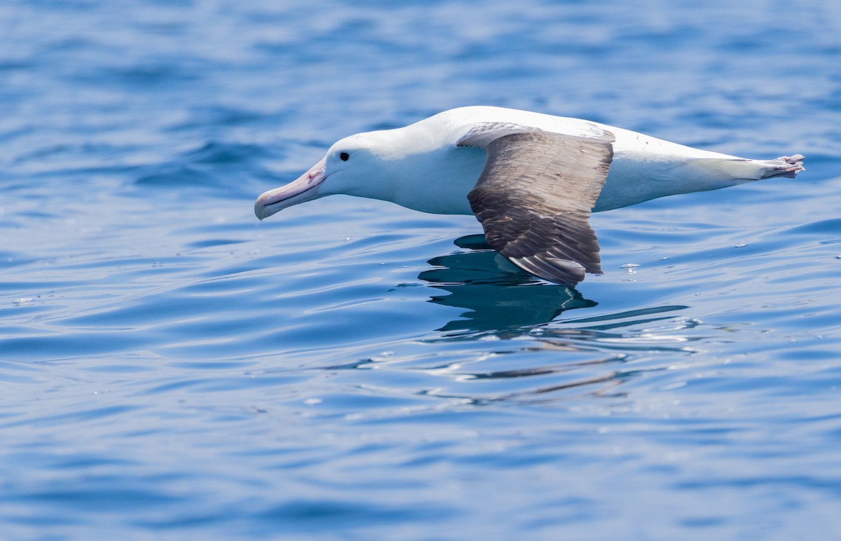 Northern Royal Albatross - ML645753097
