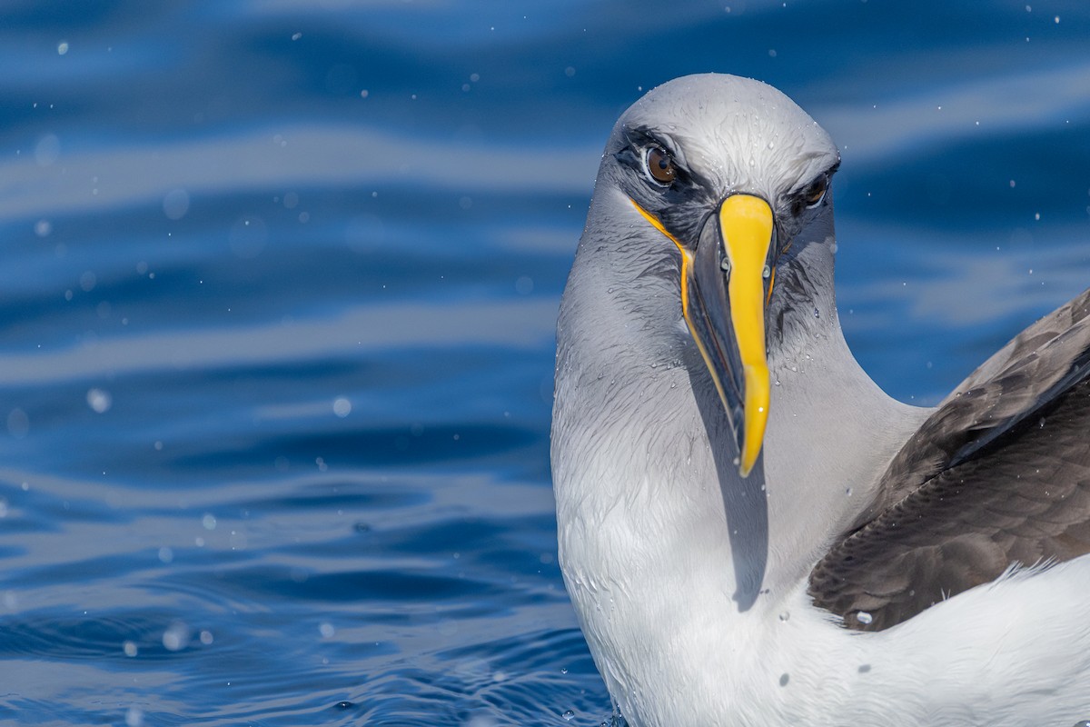 Buller's Albatross - ML645753108