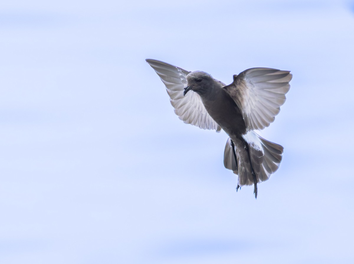 黃蹼洋海燕 - ML645753114