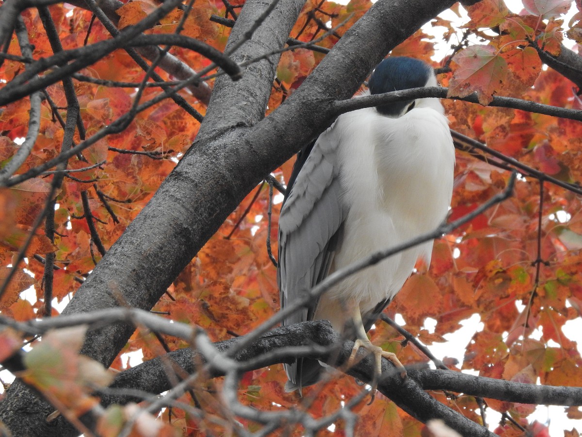 Ногоовор зашин - ML645753116